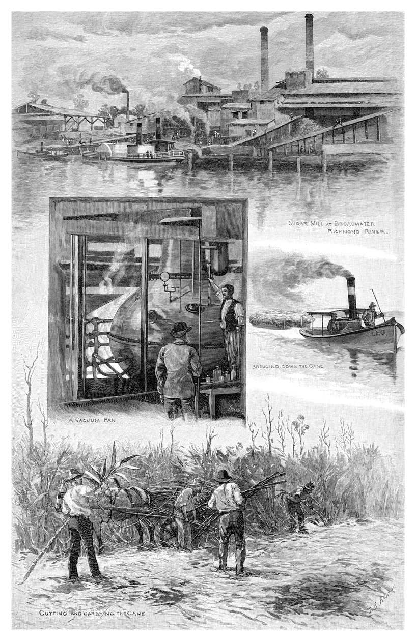 制糖业，澳大利亚新南威尔士州里士满河，1886年。 作者 JR阿什顿