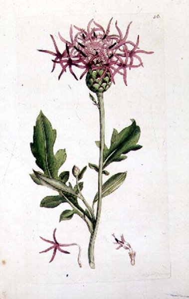Great Knapweed，来自《英国植物学》一书的出版。1790-1814（手绘版画 作者 J. 和史密斯 JE 索尔比