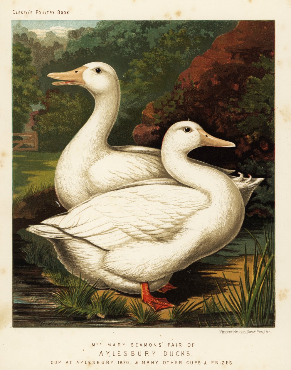 艾尔斯伯里鸭子 作者 JW（后）勒德洛