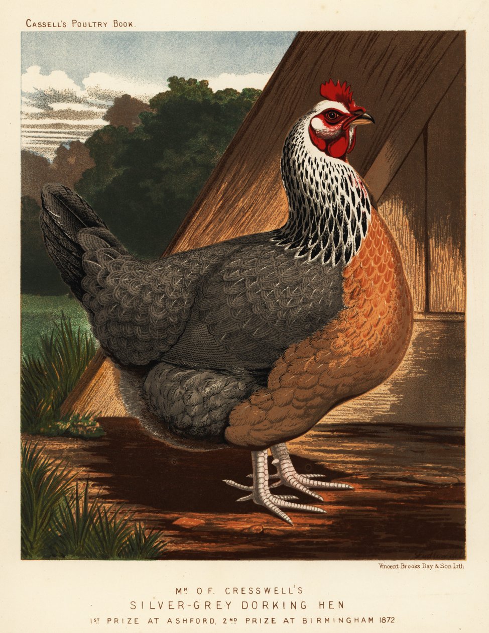 Silver-grey Dorking hen 作者 JW（后）勒德洛