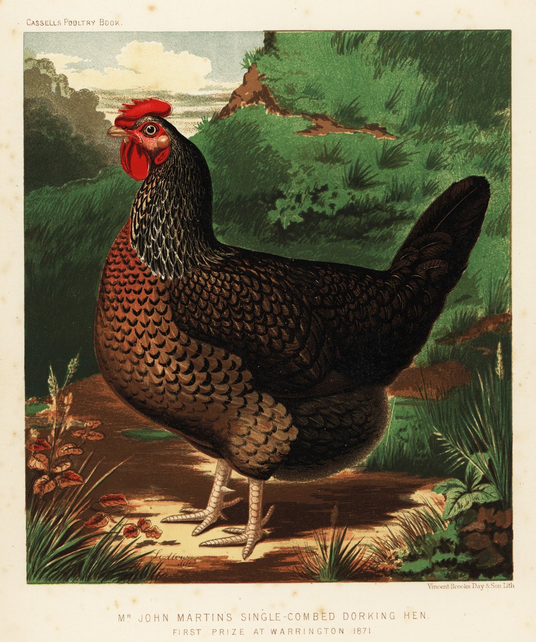 单梳多金母鸡 作者 JW（后）勒德洛