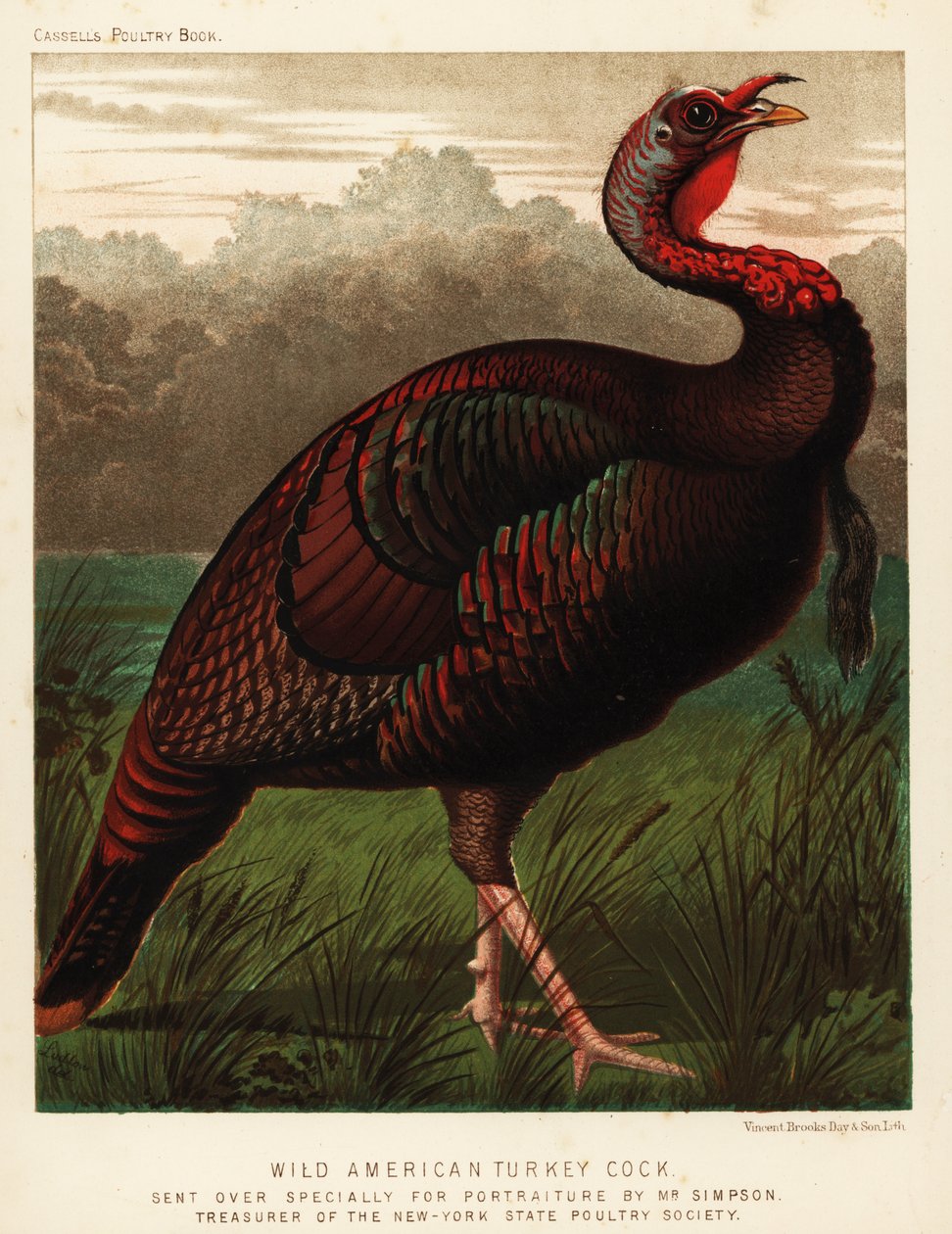 野生美洲火鸡（Meleagris gallopavo 作者 JW（后）勒德洛