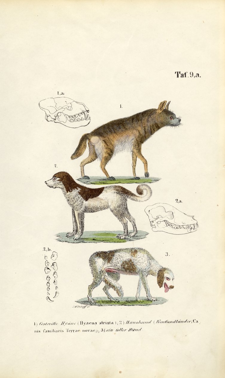 鬣狗、家犬和老狗，带头骨插图 作者 