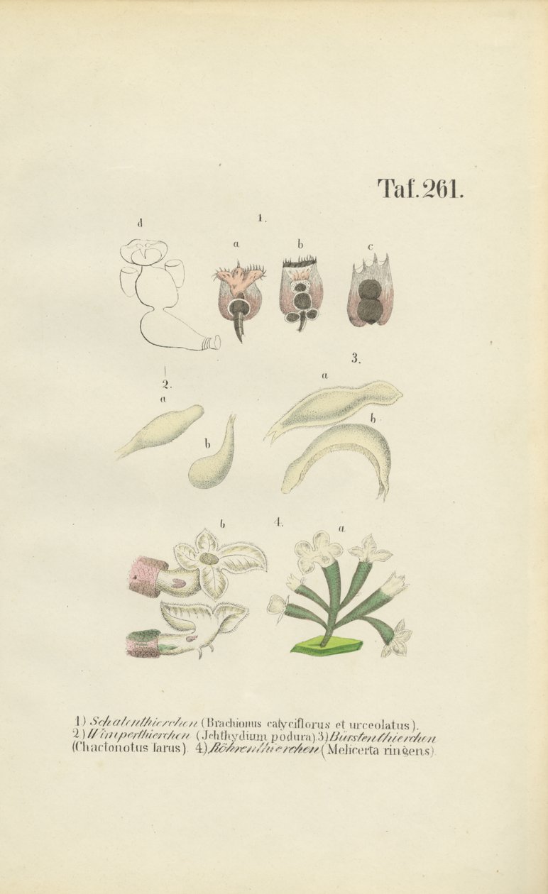 显微轮虫Brachionus、Ichthyidium、Chaetonotus 和 Melicerta 作者 