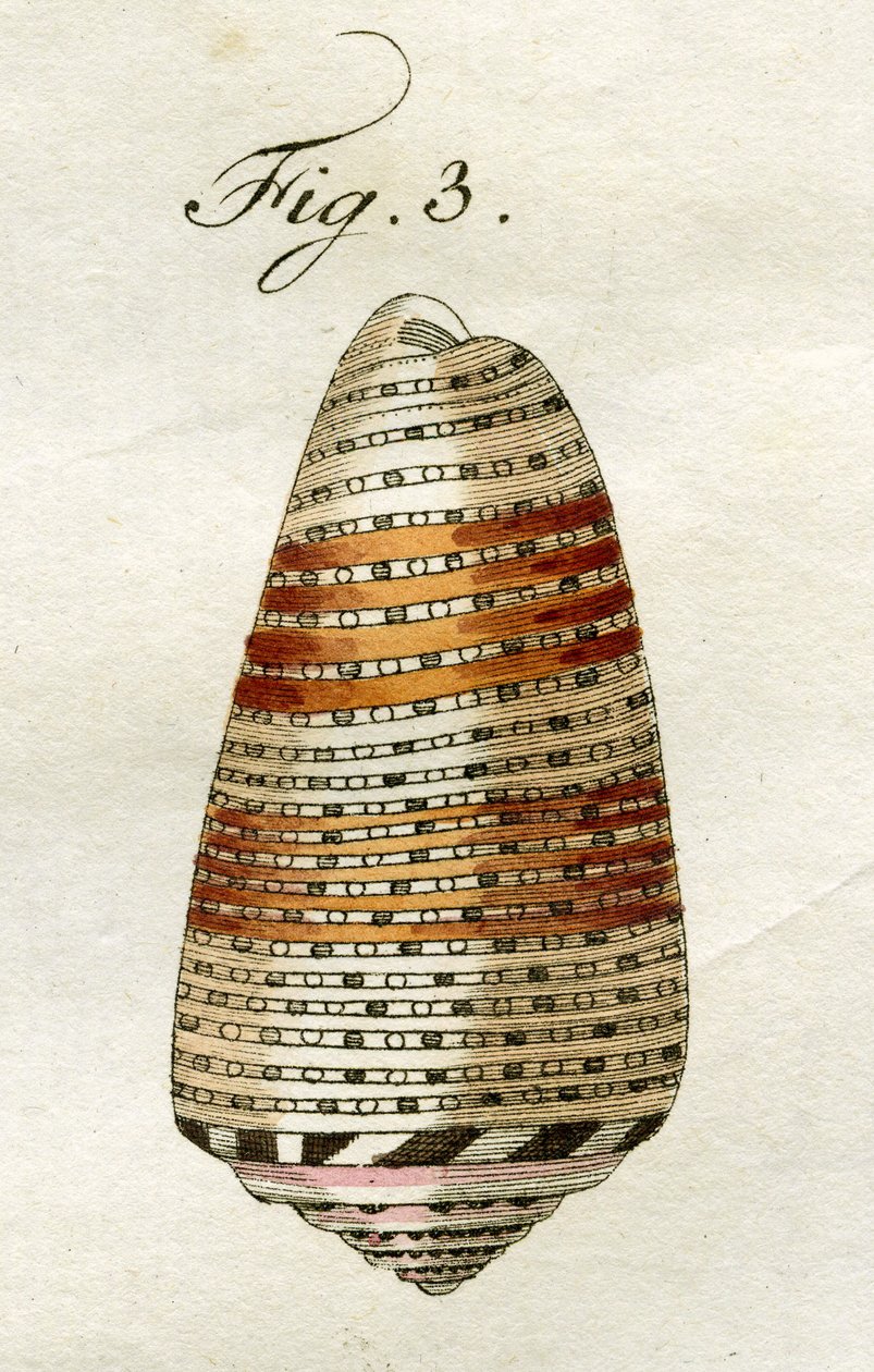 Conus Ammiralis（亚种Arausiacus）的插图，1790年（手工彩色雕刻） 作者 雅各布·泽维尔·施穆泽