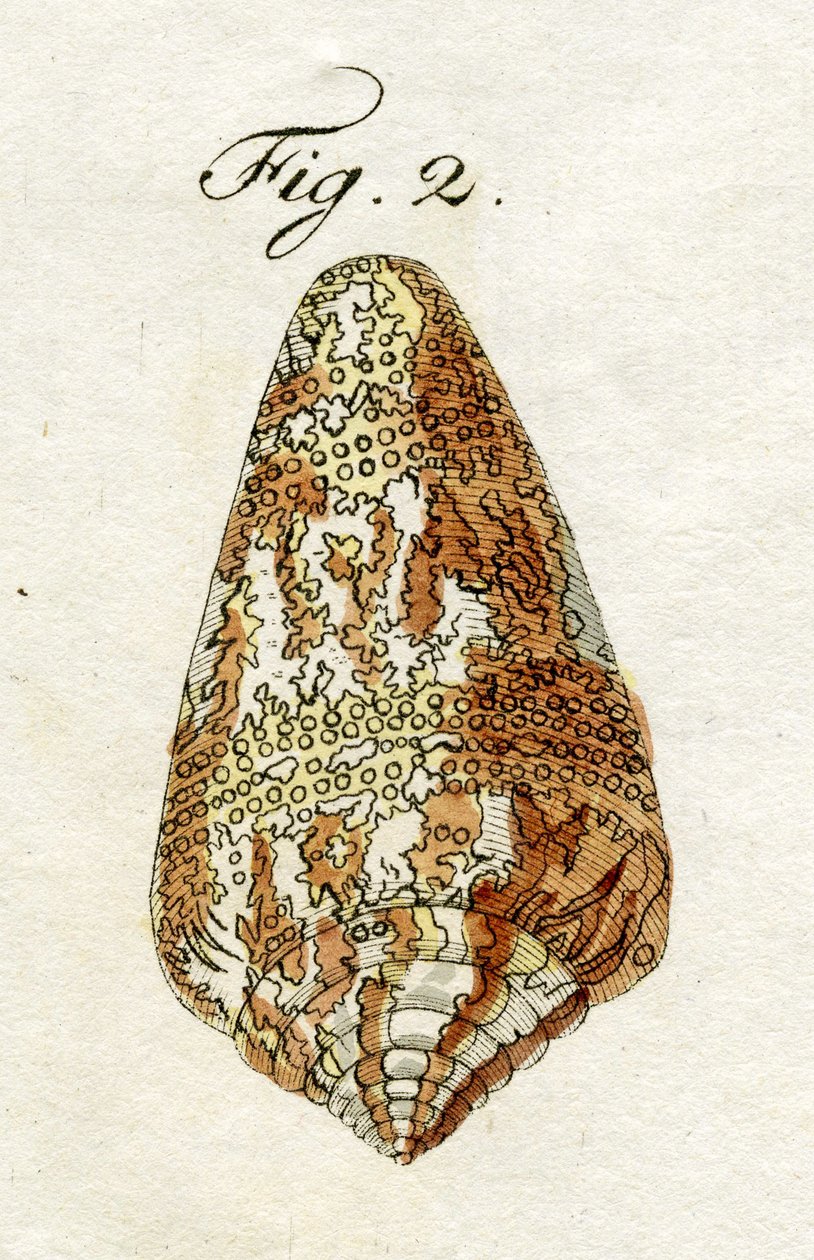 Conus Ammiralis（亚种Cedonulli）的插图，1790年（手工彩色雕刻） 作者 雅各布·泽维尔·施穆泽