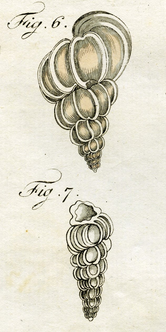 Turbo Scalaris的插图，1790年（手工彩色雕刻） 作者 雅各布·泽维尔·施穆泽