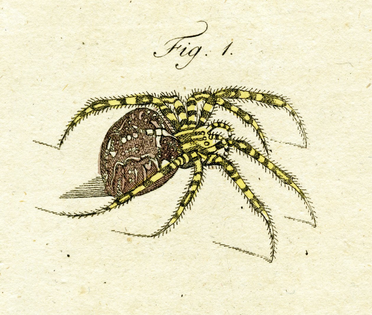 蜘蛛的插图，1790（手工彩色雕刻） 作者 雅各布·泽维尔·施穆泽