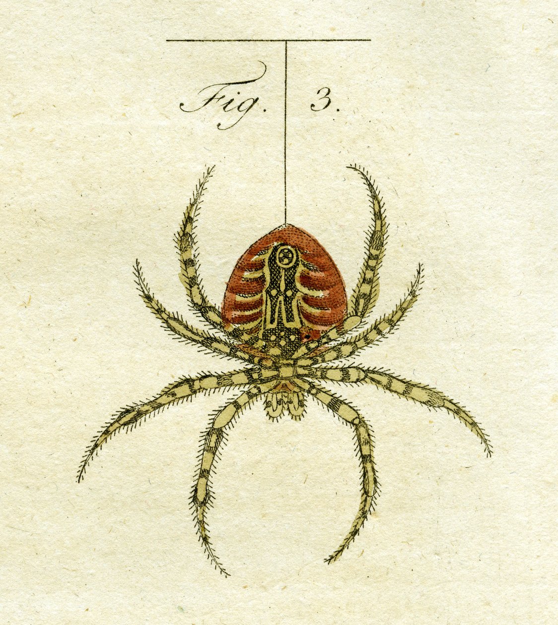 蜘蛛的插图，1790（手工彩色雕刻） 作者 雅各布·泽维尔·施穆泽