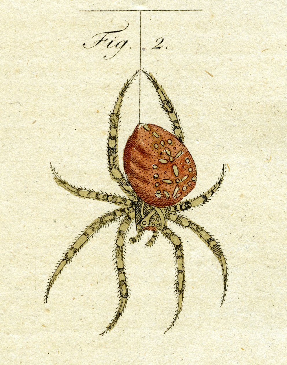 蜘蛛的插图，1790（手工彩色雕刻） 作者 雅各布·泽维尔·施穆泽