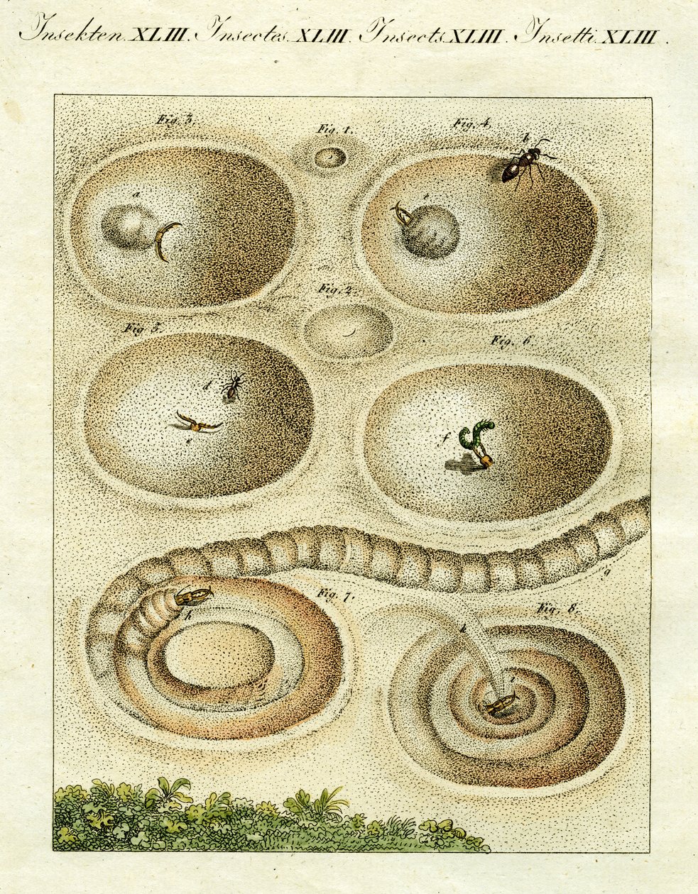 捕捉它的猎物的蚂蚁狮子的插图，1790年（手工彩色雕刻） 作者 