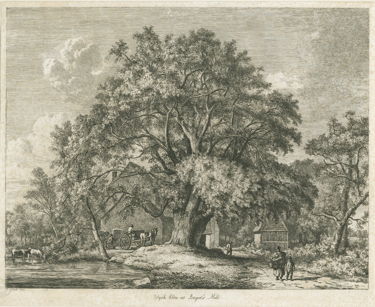 Blithfield-Wych Elm：蚀刻，1825年 作者 雅各布·乔治·斯特鲁特