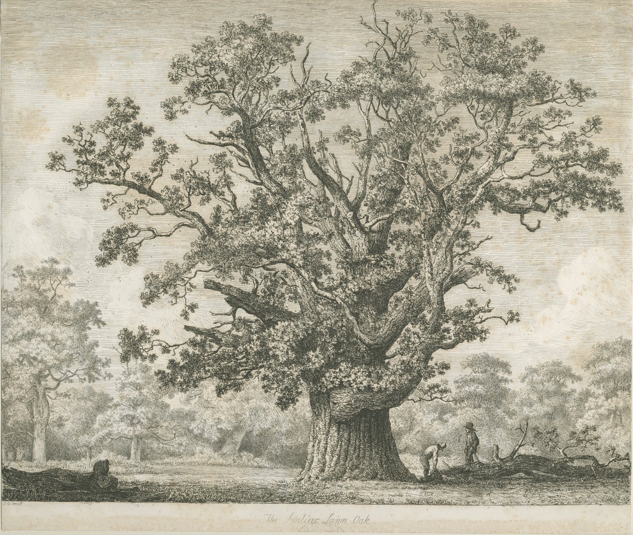 Needwood-Swilcar Oak：蚀刻，nd [c 1820-1850] 作者 雅各布·乔治·斯特鲁特