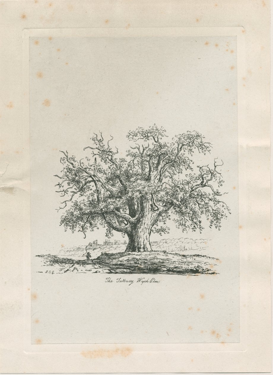塔特伯里（Tutbury）-“威奇榆树”（Wych Elm）：雕刻，nd [c 1820] 作者 雅各布·乔治·斯特鲁特