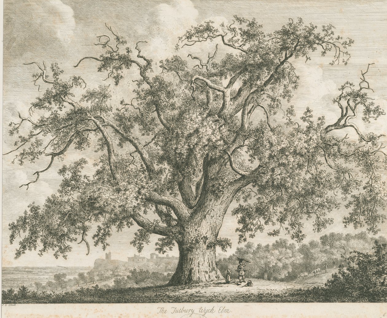 塔特伯里（Tutbury）-“威奇榆树”（Wych Elm）：蚀刻，[c 1820] 作者 雅各布·乔治·斯特鲁特