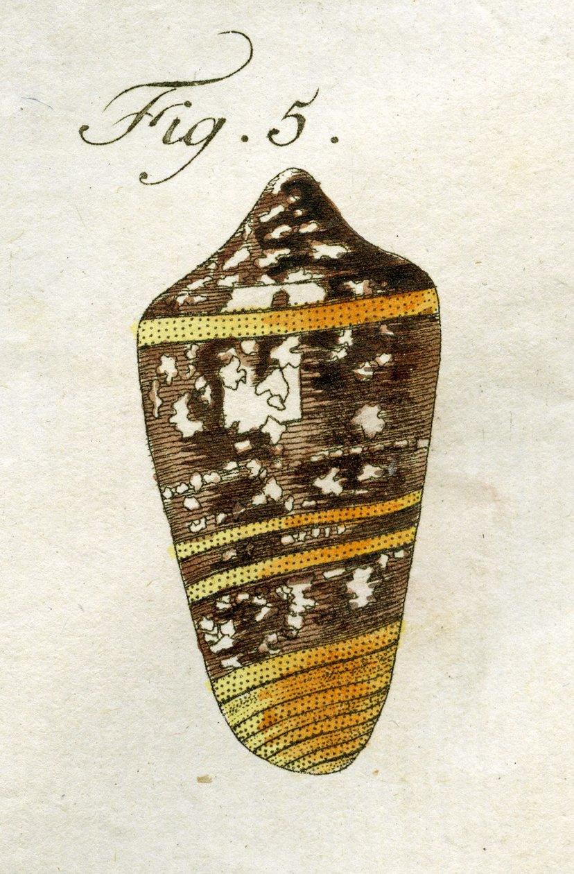 Conus Ammiralis（亚种Summus）的插图，1790年（手工彩色雕刻） 作者 雅各布·泽维尔·施穆泽