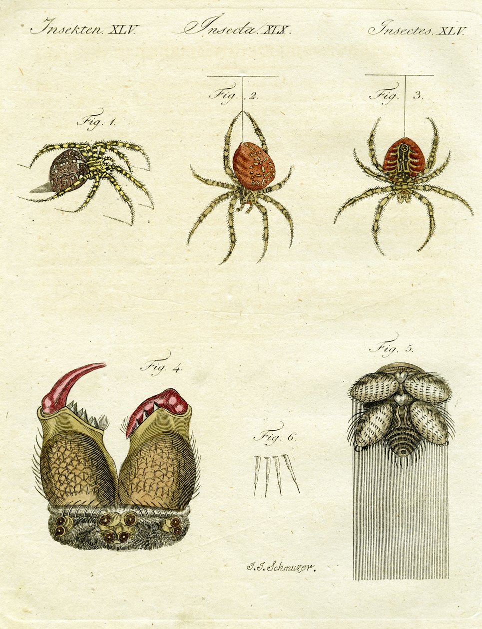 蜘蛛的插图，1790年（手工彩色雕刻） 作者 雅各布·泽维尔·施穆泽