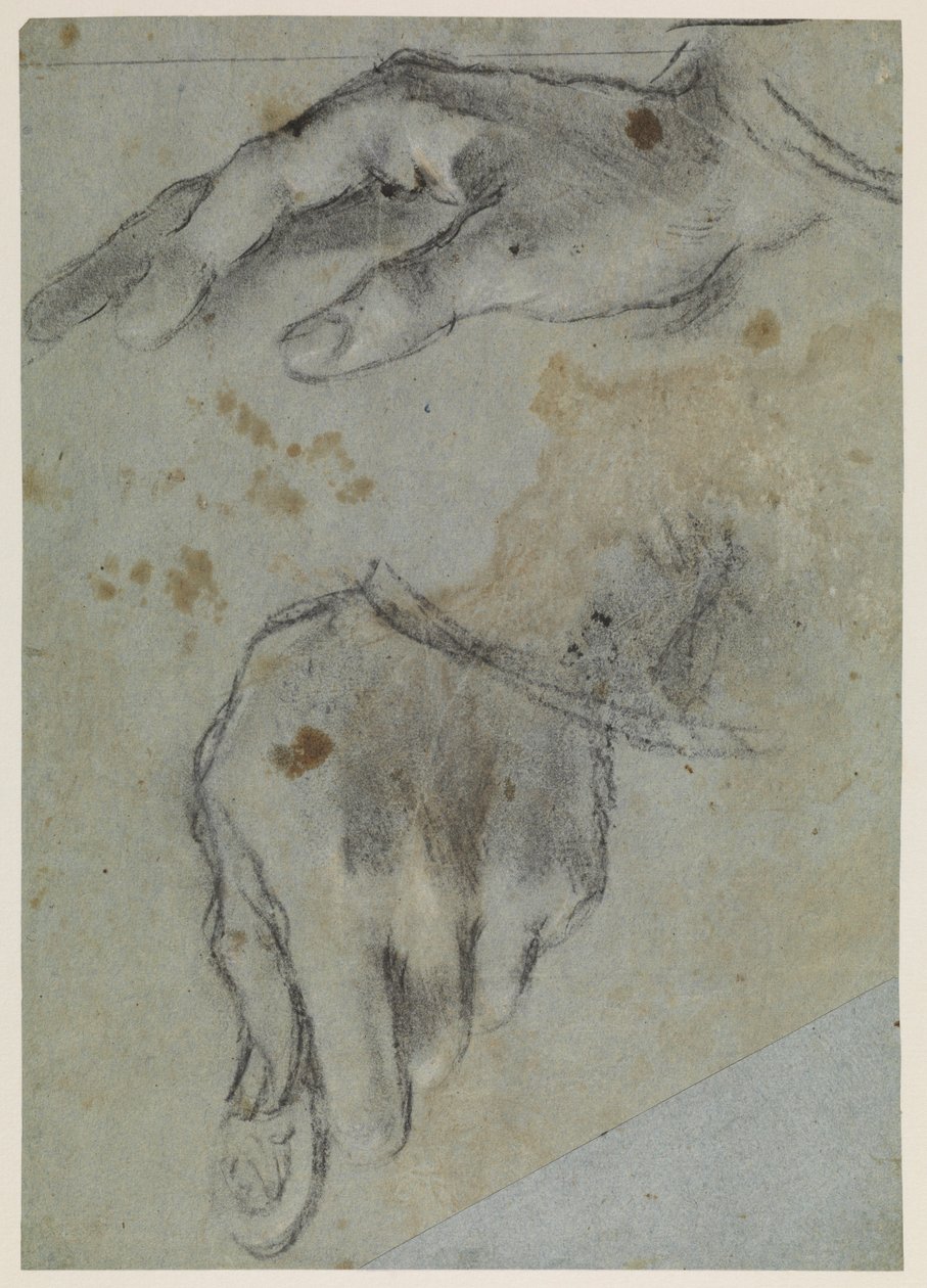 直肠研究手，十六世纪 作者 哈科波·巴萨诺（Jacopo Bassano）
