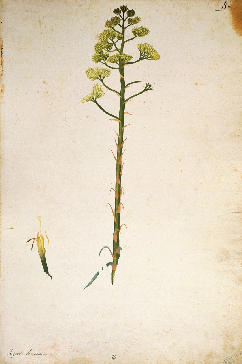 Jacopo Ligozzi 的世纪植物花（美国龙舌兰） 作者 雅各布·利戈齐（Jacopo Ligozzi）