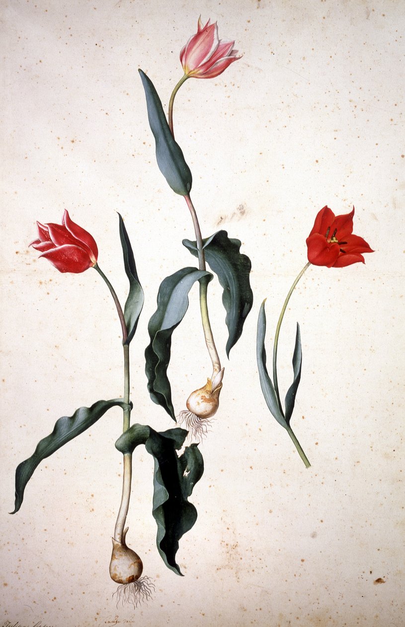 Herbarium : Tolipa Gesaeriana 作者 雅各布·利戈齐（Jacopo Ligozzi）