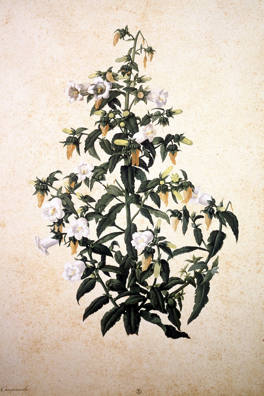Herbier：风铃草 作者 雅各布·利戈齐（Jacopo Ligozzi）