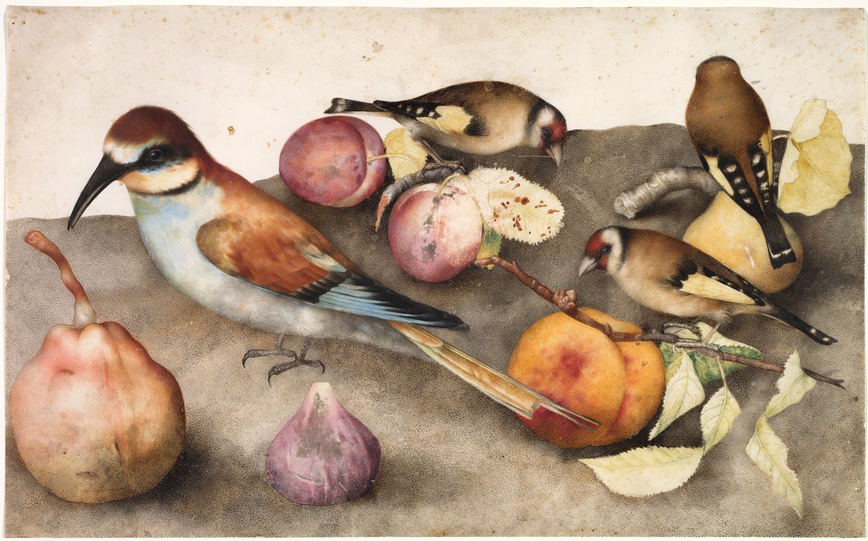 鸟类与水果静物，c。 1650（水彩与石墨，加铅白） 作者 雅各布·利戈齐（Jacopo Ligozzi）