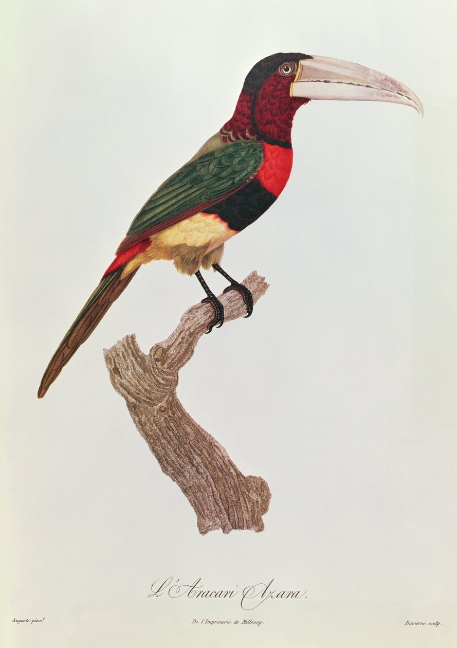 Azara Aracari，由Barriere雕刻（彩色雕刻） 作者 雅克·巴拉邦