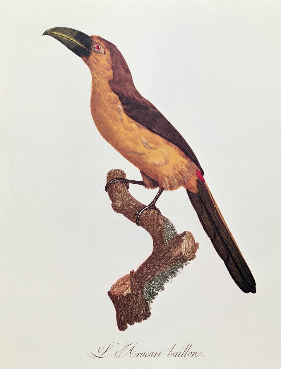 Baillon的Aracari，由Jacques Louis Peree（b.1769）雕刻（彩色雕刻） 作者 雅克·巴拉邦