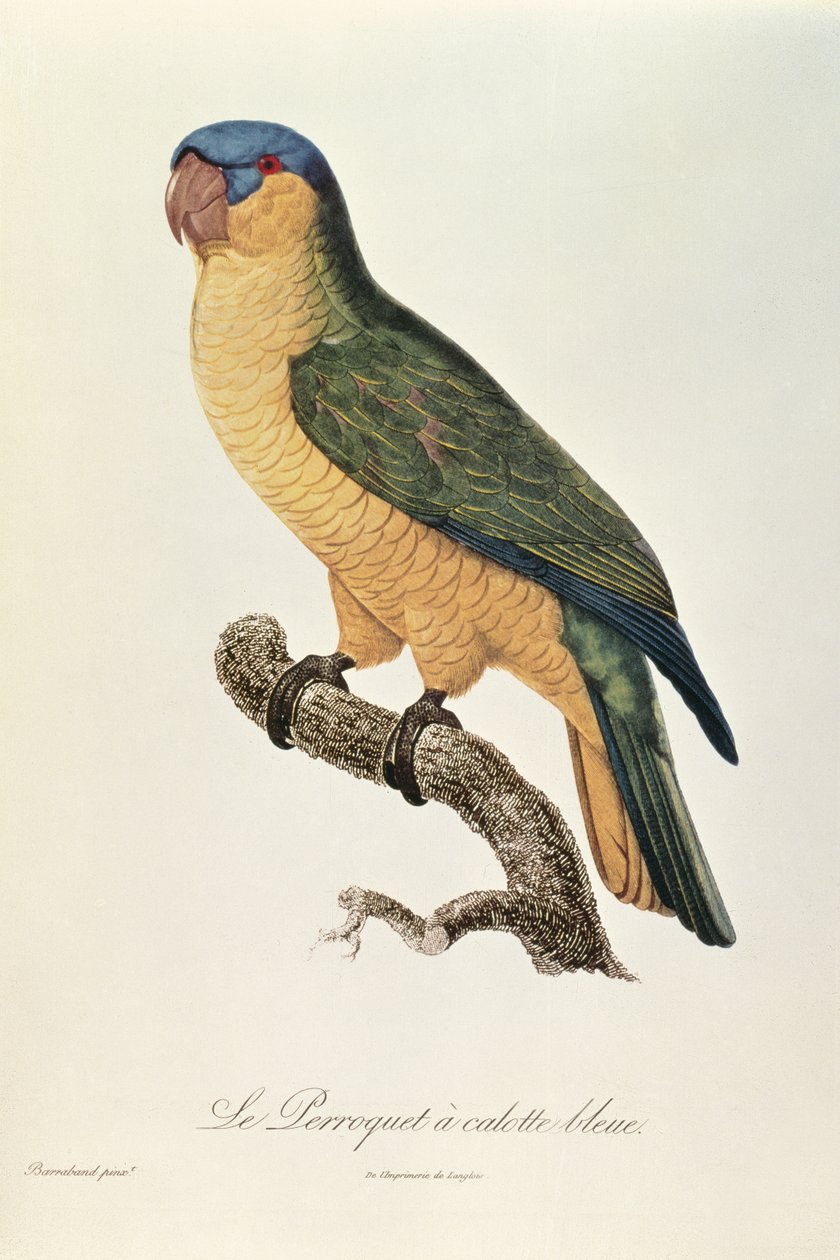 Jacques Barraband的蓝顶鹦鹉（1767-1809） 作者 雅克·巴拉邦