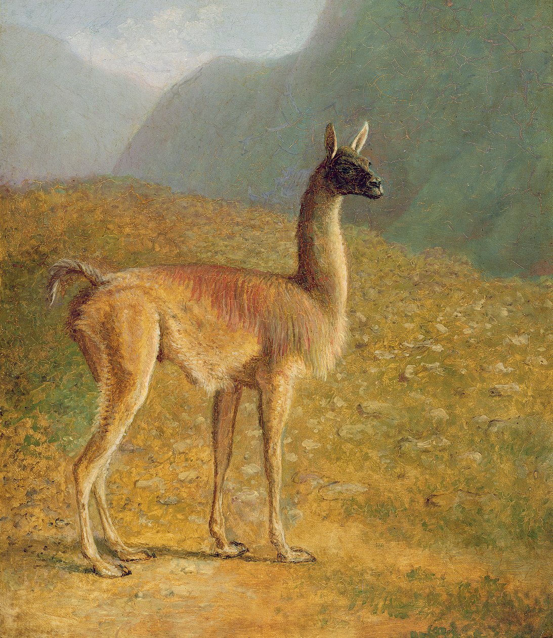 Guanaco，c.1848 作者 雅克·洛朗·阿加斯