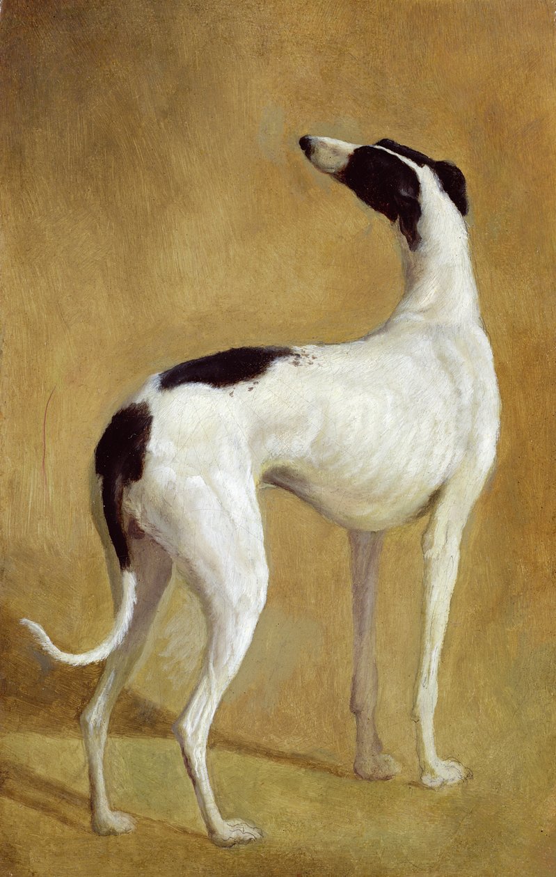 研究灵缇犬 作者 雅克·洛朗·阿加斯