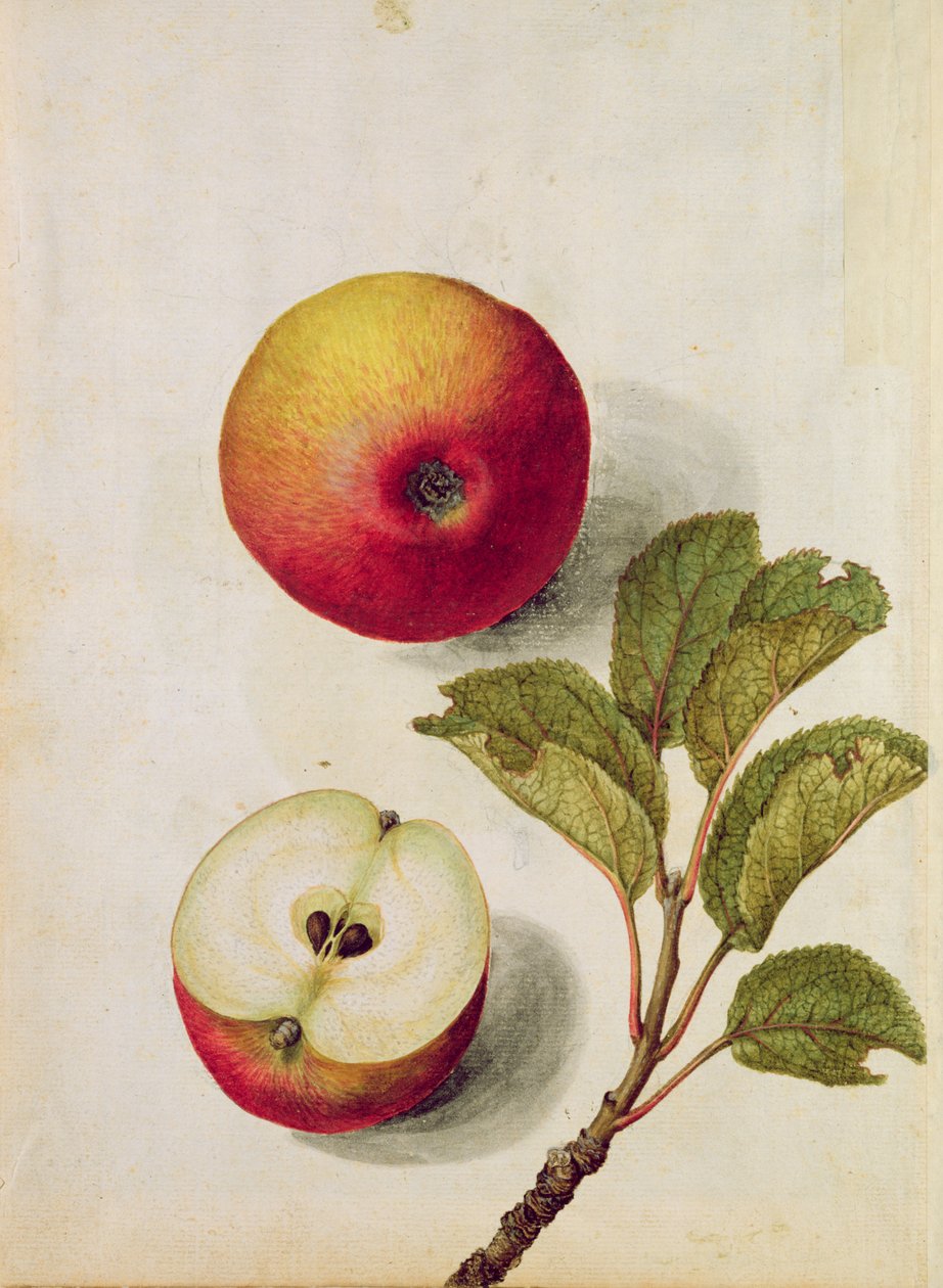 Apple：Pyrus malus，c.1568， 作者 雅克·勒·摩恩（Jacques Le Moyne）