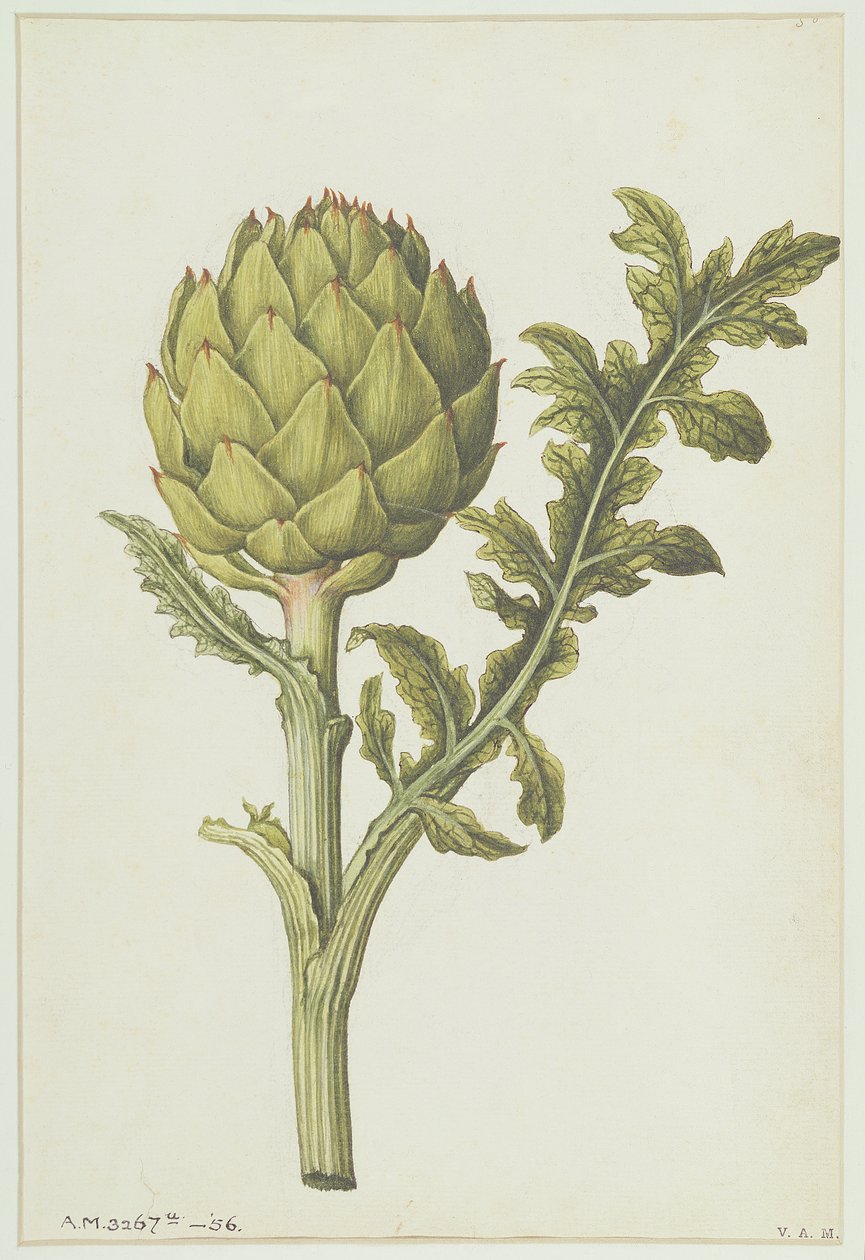 朝鲜蓟：Cynara scolymus，c.1568 作者 雅克·勒·摩恩（Jacques Le Moyne）