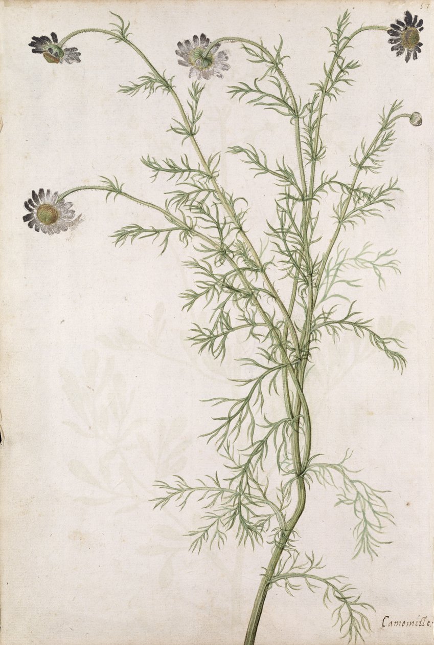 洋甘菊高贵Allioni，c.1568 作者 雅克·勒·摩恩（Jacques Le Moyne）