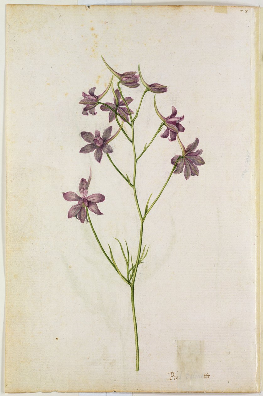 Delphinium ajacis，c.1568 作者 雅克·勒·摩恩（Jacques Le Moyne）
