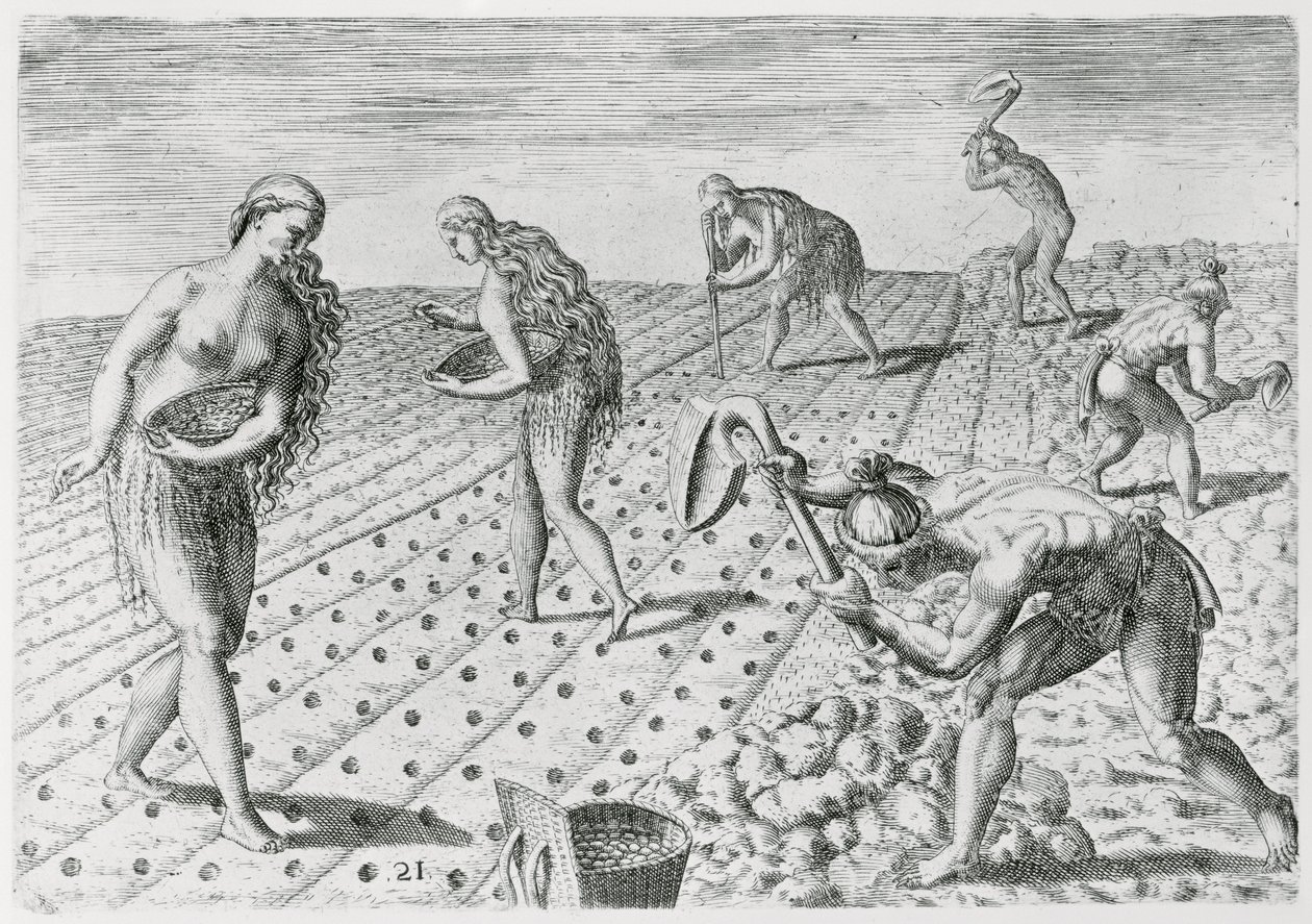 佛罗里达印第安人种植玉米，来自&39;Grandes Voyages&39;，1591年，由Theodor de Bry（1528-98）编写和雕刻（另见180136） 作者 雅克·勒·摩恩（Jacques Le Moyne）