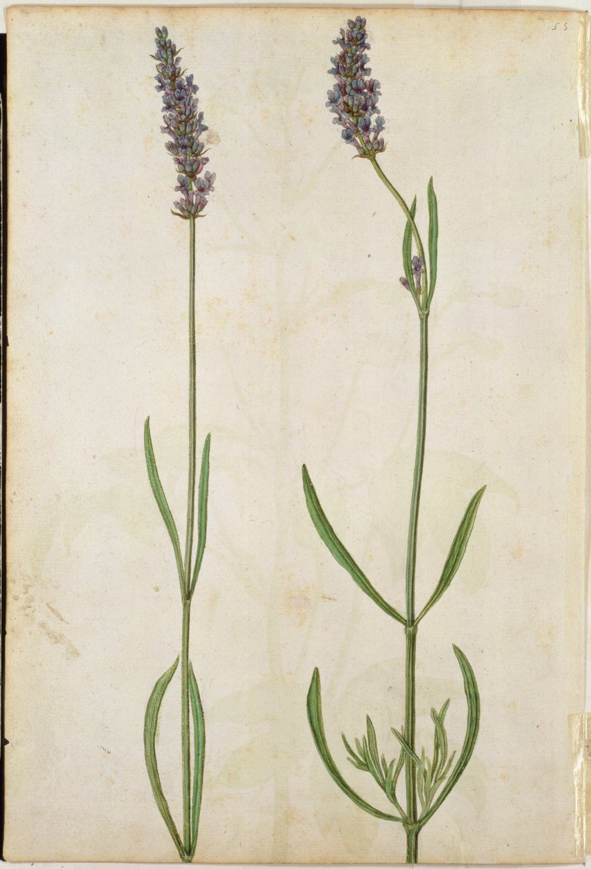 Lavandula officinalis（古英语薰衣草），c.1568 作者 雅克·勒·摩恩（Jacques Le Moyne）