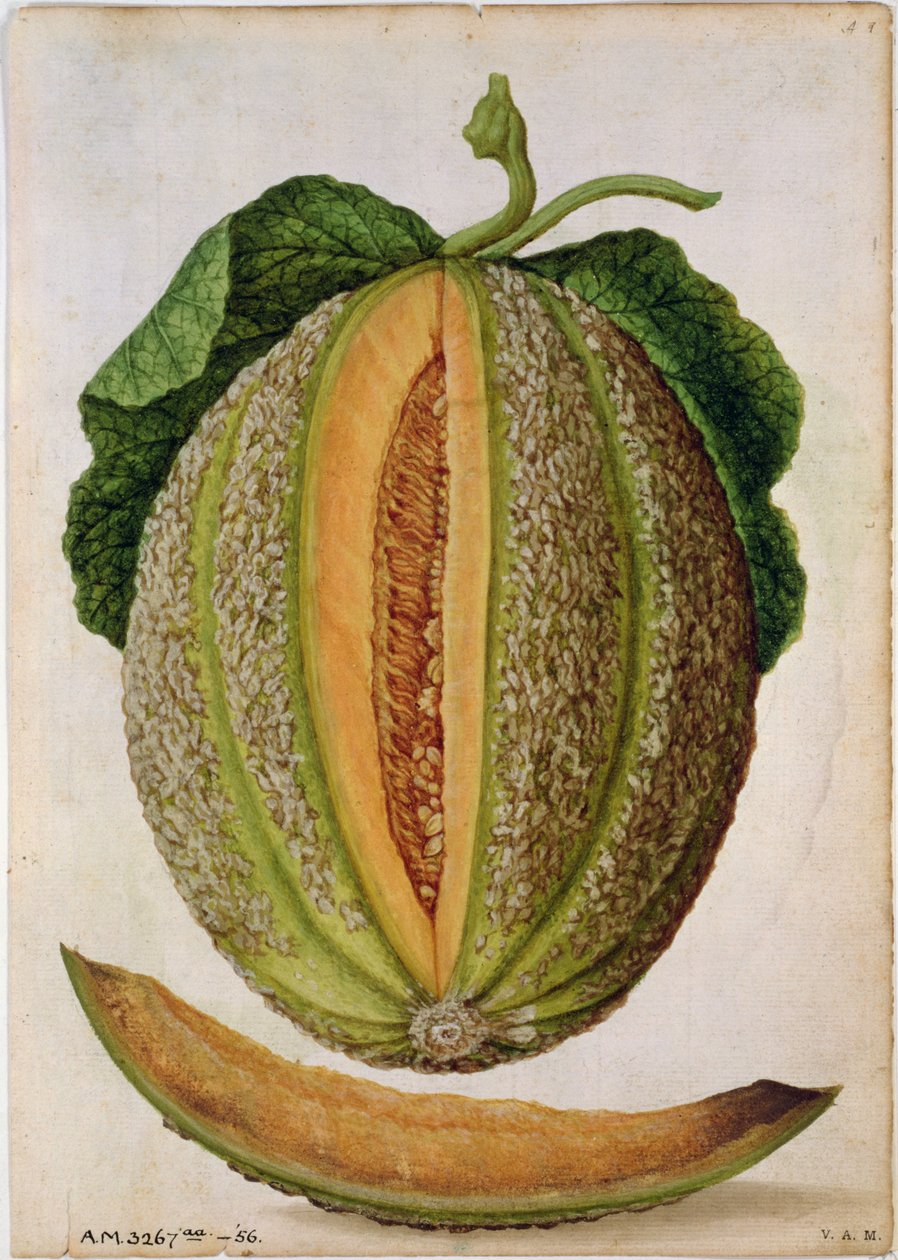 甜瓜，1568年 作者 雅克·勒·摩恩（Jacques Le Moyne）