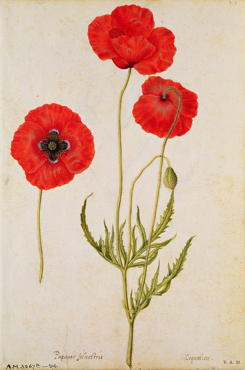Papavar rhoeas，c.1568 作者 雅克·勒·摩恩（Jacques Le Moyne）