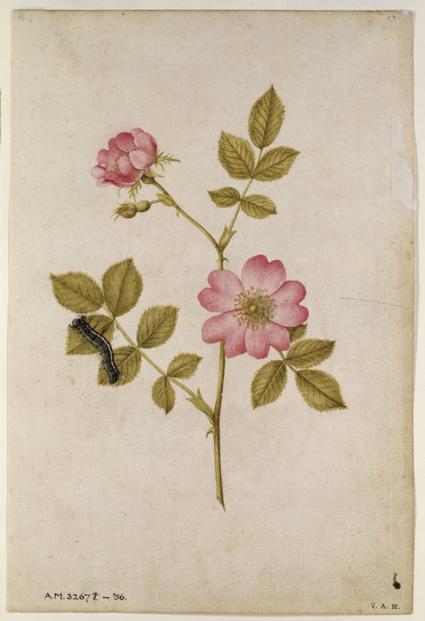 Rosa Canina  -  Dogrose和Caterpillar（铅笔和纸上的wc） 作者 雅克·勒·摩恩（Jacques Le Moyne）