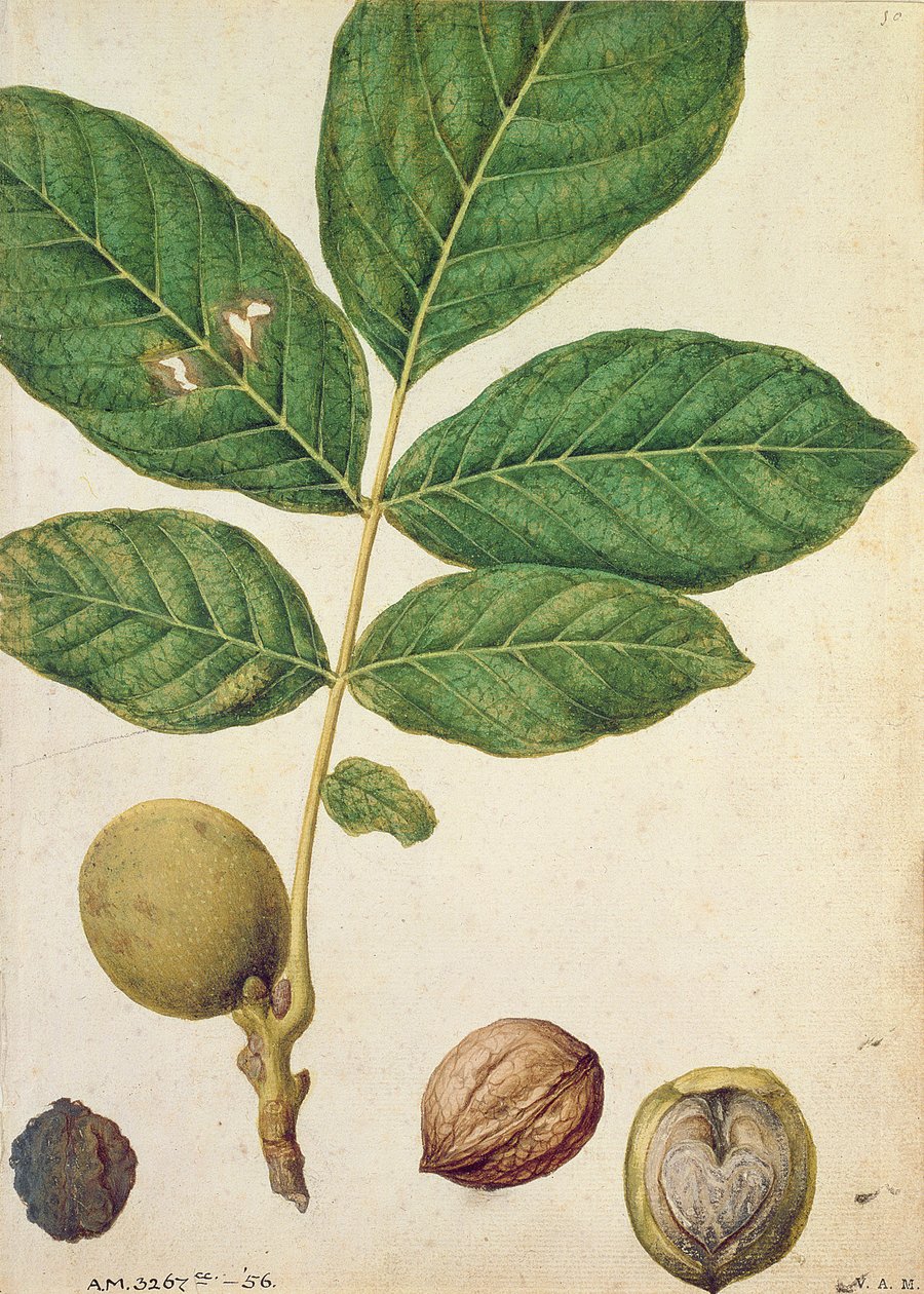 核桃，1568 作者 雅克·勒·摩恩（Jacques Le Moyne）