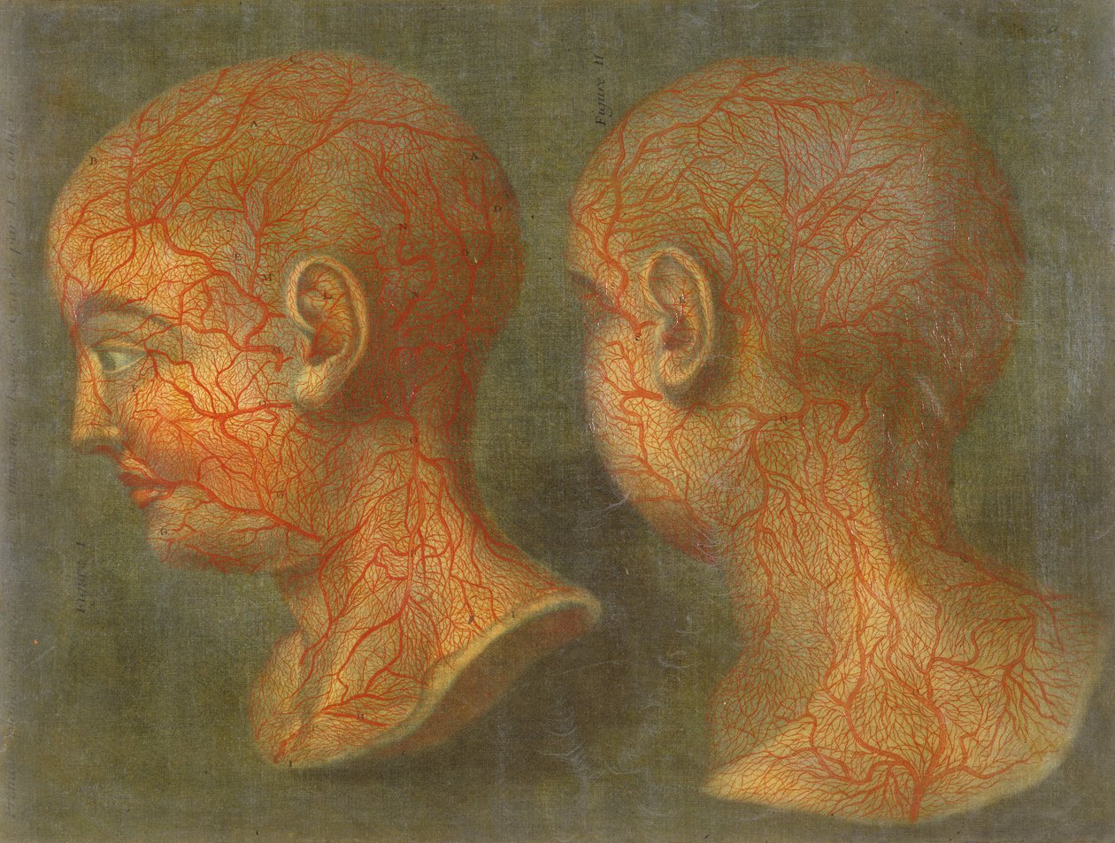 头部和颈部的浅表血管，来自&39;Anatomie de la Tete&39;，1748（mezzotint） 作者 雅克·法比恩·高蒂埃·达戈蒂