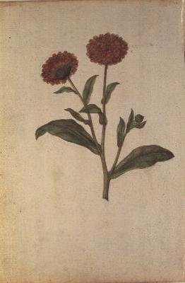 金盏花，约1568年 作者 雅克·勒莫因