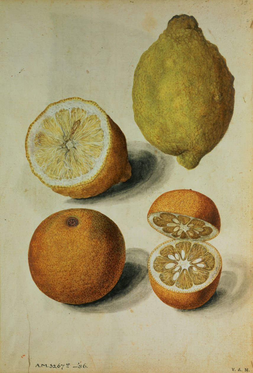 柠檬柠檬：柠檬和枳壳，约 1568 年（纸面水彩画） 作者 雅克 (1533-88) 勒莫恩