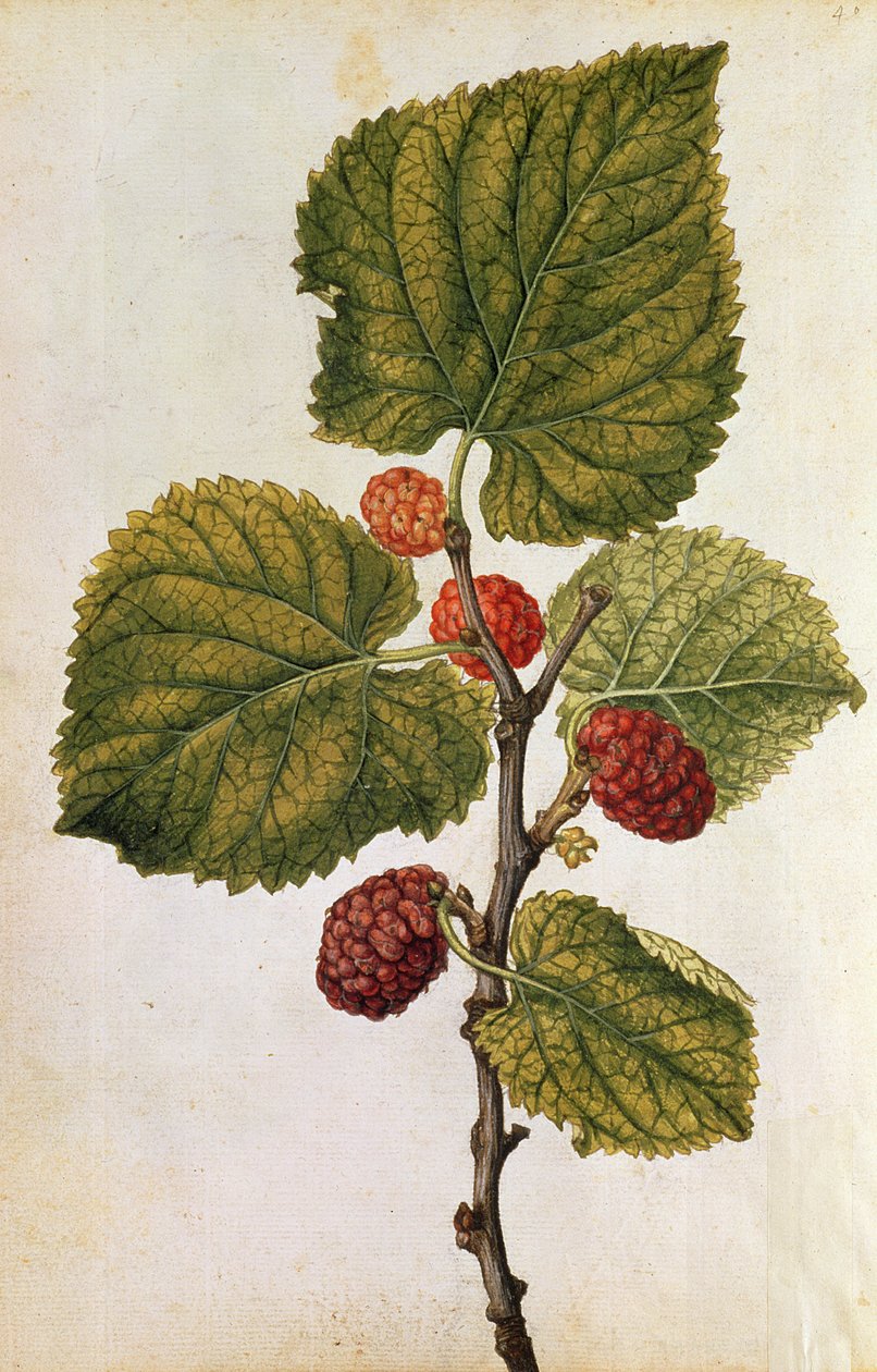  作者 雅克 (1533-88) 勒莫恩