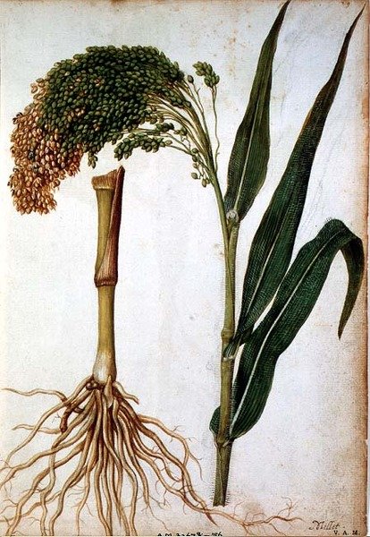 Setaria italica, c.1568 作者 雅克·勒莫因