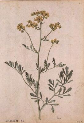 Ruta graveolens, c.1568 作者 雅克·勒莫因