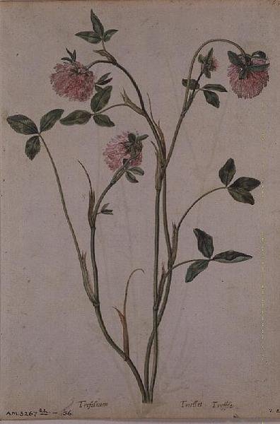 普洱茶，约1568年 作者 雅克·勒莫因