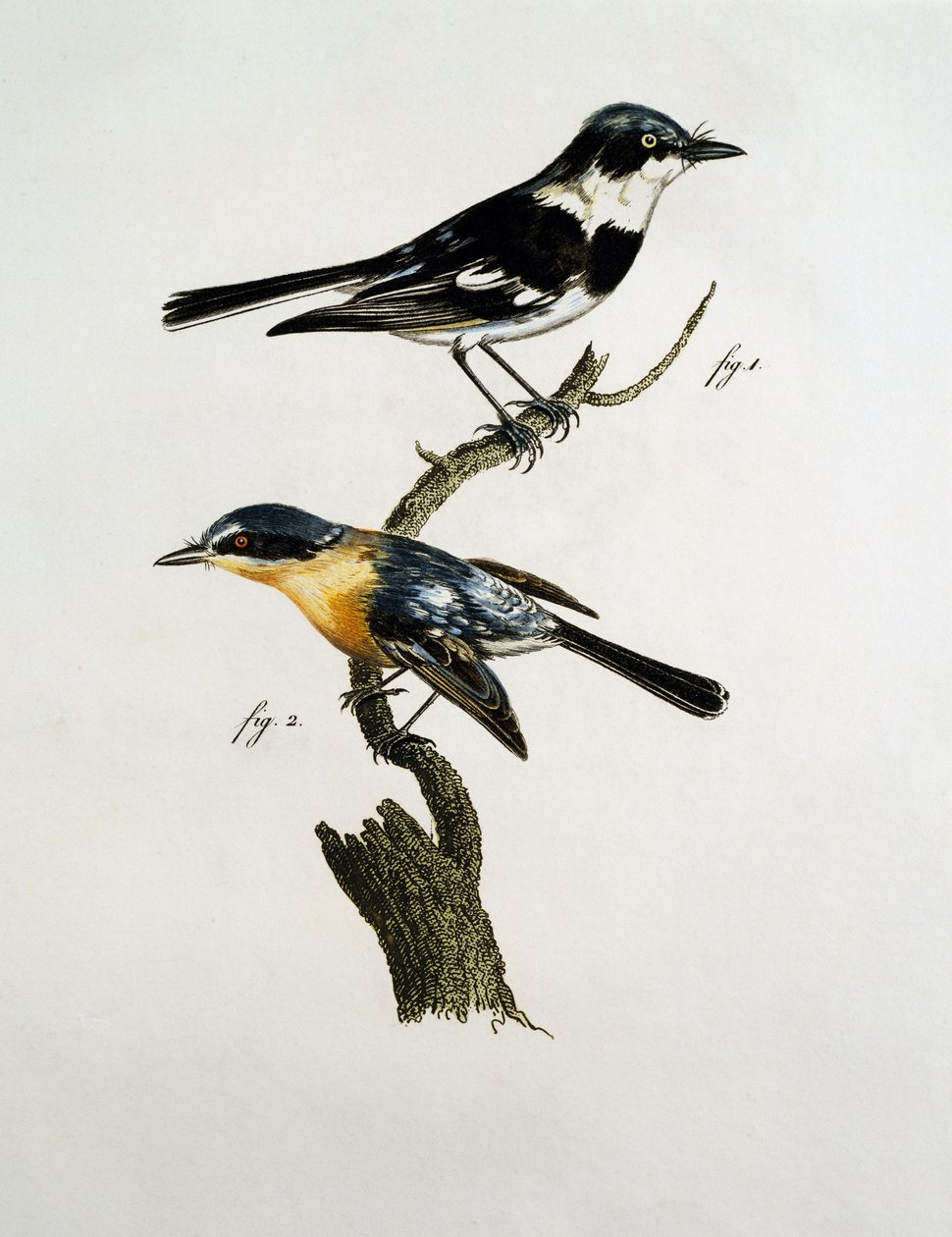 Pririt Batis（Batis pririt）的男性和女性 作者 雅克（后）军乐队