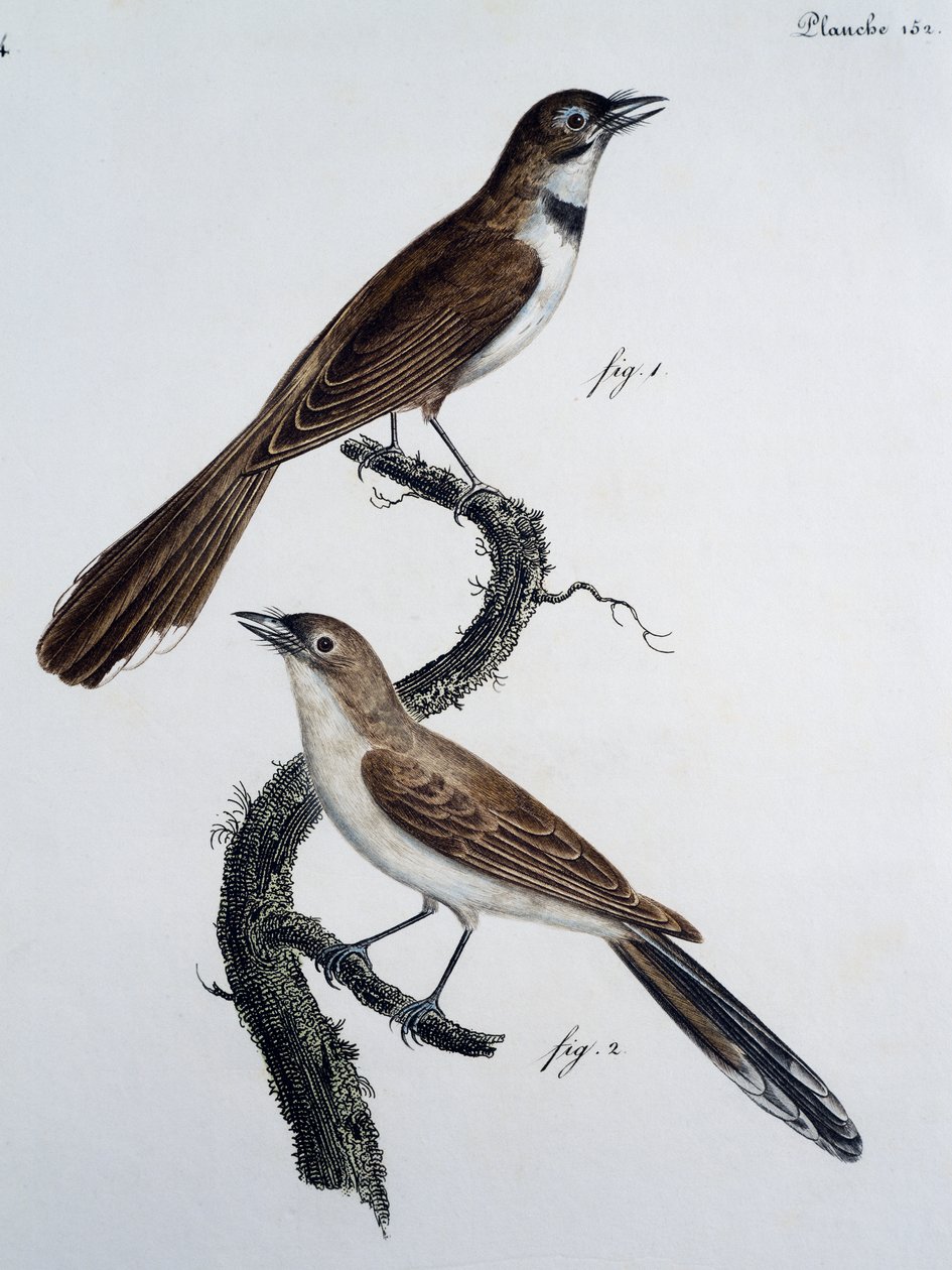 眼镜君主（Monarcha trivirgata）的男性和女性 作者 雅克（后）军乐队